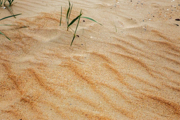 Bella Grande Sabbia Desertica Gialla Sulla Spiaggia Dune Sabbia Del — Foto Stock