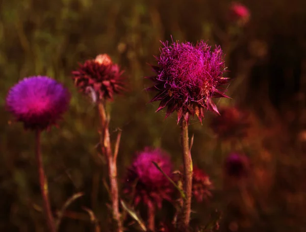 Blessed flowers of milk thistle, close-up. Milk thistle, Milk thistle, Marie Scottish thistle, Mary Thistle, Marian Cardus. Milk thistle flowers toned in a fashionable color tone treatment