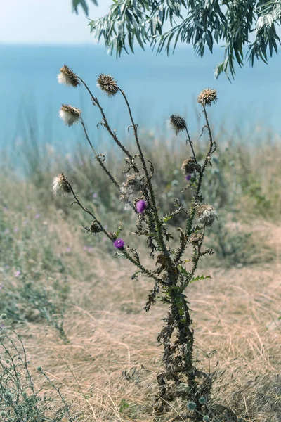 Herbaceous plants \