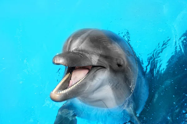 Delfín Hermoso Alegre Sonriendo Agua Azul Piscina Día Soleado Claro —  Fotos de Stock