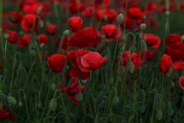 Fiori Papaveri Rossi Fioriscono Sul Campo Selvatico Bellissimi Papaveri Rossi — Foto Stock