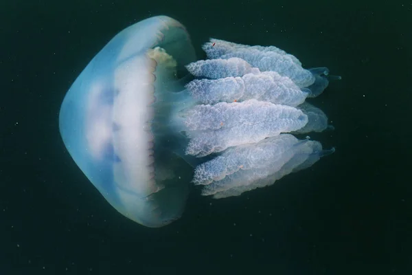 根瘤菌 一桶水母 有峡谷的水母 水母或果冻是柔软的 自由漂浮的水生动物与胶状的脐带钟和背部触角 美杜莎随波逐流 — 图库照片