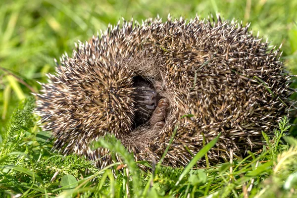 Jeune Hérisson Sur Herbe Verte Dans Habitat Naturel — Photo