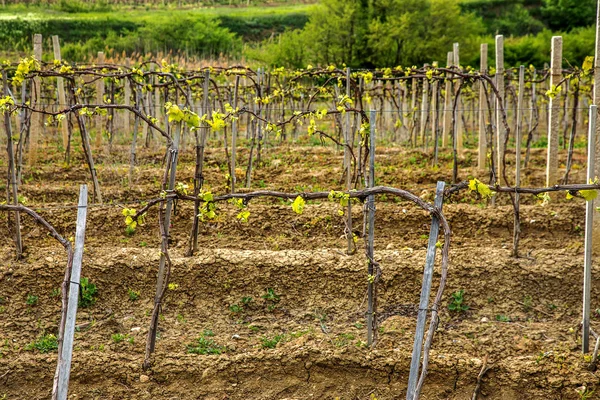 Image Young Spring Grape Fields Mountain Valley Background Crimean Mountain — Stock Photo, Image