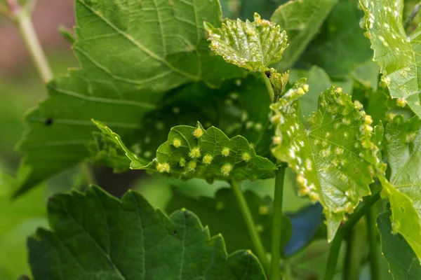 Leaf Galls Look Warts Grape Leaves Caused Parasite Insects Mites — Stock Photo, Image