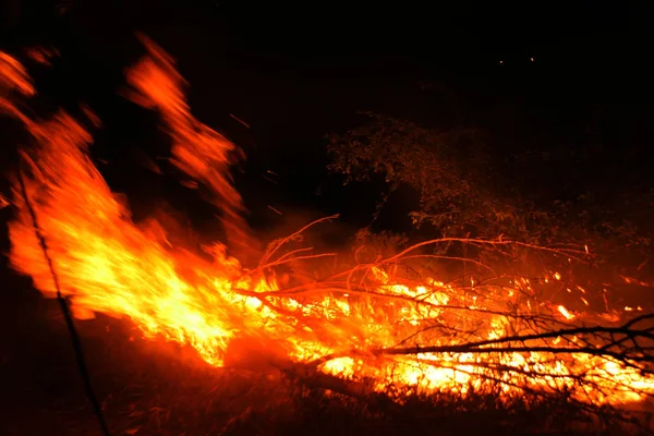 Bosbrand Omgevallen Boom Wordt Verbrand Grond Veel Rook Bij Vildfire — Stockfoto