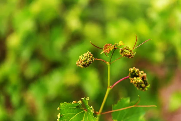 Las Agallas Las Hojas Parecen Verrugas Las Hojas Uva Causadas — Foto de Stock