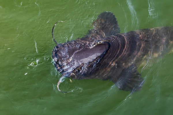 Huge River Catfish Fish Yaz Cooling Cooling Pond Chernobyl Nuclear — Stock Photo, Image