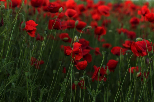 Blüht Roter Mohn Auf Wildem Feld Schöne Rote Feldmohn Mit — Stockfoto