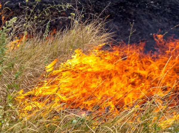 Grave Sequía Los Incendios Forestales Viento Seco Destruyen Completamente Bosque — Foto de Stock