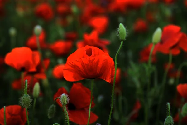 Flores Las Amapolas Rojas Florecen Campo Salvaje Hermosas Amapolas Rojas — Foto de Stock