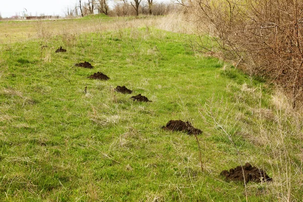 Tunnels Sur Toit Sol Traces Une Taupe Sur Herbe Pelouse — Photo