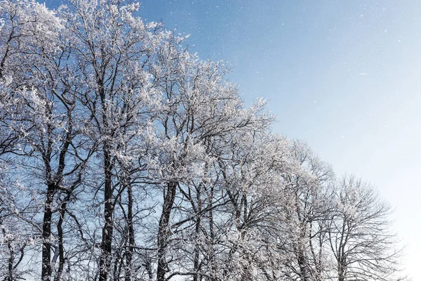 Schneebedeckte Winterstraße Bäume Bei Frost Und Schnee Straßenrand Strahlend Verschneite — Stockfoto