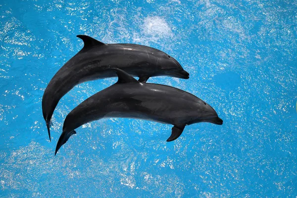 Дельфины Играют Бассейне Цирковом Шоу — стоковое фото