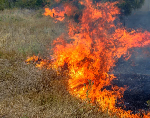 严重干旱 干燥风中的森林大火彻底摧毁了森林和草原 乌克兰的灾难给自然和该地区经济带来了经常性的破坏 — 图库照片