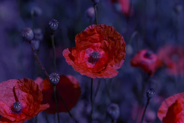Flowers Red poppies blossom on wild field. Beautiful field red poppies with selective focus. Natural drugs. Glade of red poppies. Lonely poppy. Soft focus blur. Toning. Creative processing