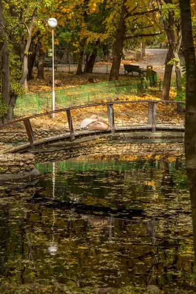 Pélican Rose Reposant Sur Pont Bois Traversant Lac Dans Parc — Photo