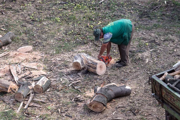 乌克兰奥德萨 2014年7月31日 工人伐木者从干燥的枯树中净化城市广场 2014年7月31日 在乌克兰奥德萨 身穿工作服的男子砍下树枝和树干链锯 — 图库照片