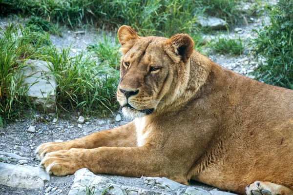 Львиная Гордость Красивый Могучий Лев Король Зверей Африканский Лев Panthera — стоковое фото