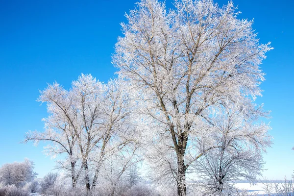 美丽的冬季风景场景背景是雪覆盖的树木和冰河 美丽阳光明媚的冬季背景 雪林中的霜冻树木 在阳光下宁静的冬日自然 — 图库照片