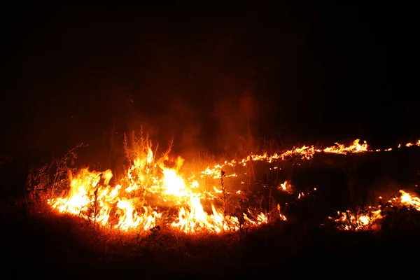 Feu Forêt Arbre Tombé Est Brûlé Sur Sol Beaucoup Fumée — Photo