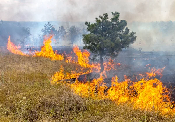 Grave Sequía Los Incendios Forestales Viento Seco Destruyen Completamente Bosque —  Fotos de Stock