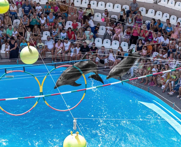 Odessa Oekraïne Juli 2014 Toon Dolfijnen Creatief Entertainment Show Het — Stockfoto