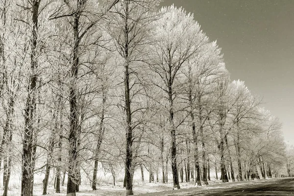 被白雪覆盖的冬路 在被白雪覆盖的路边 有霜冻和雪的树木 明亮的雪天景观在寒冷的阳光明媚的白天 — 图库照片