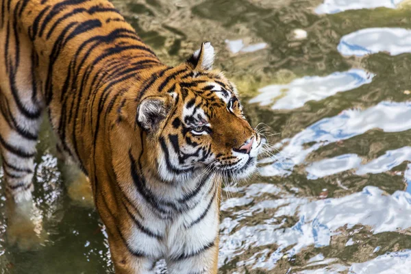 Ussuri Tigre Del Bengala Uno Zoo Gabbia Creato Habitat Naturale — Foto Stock