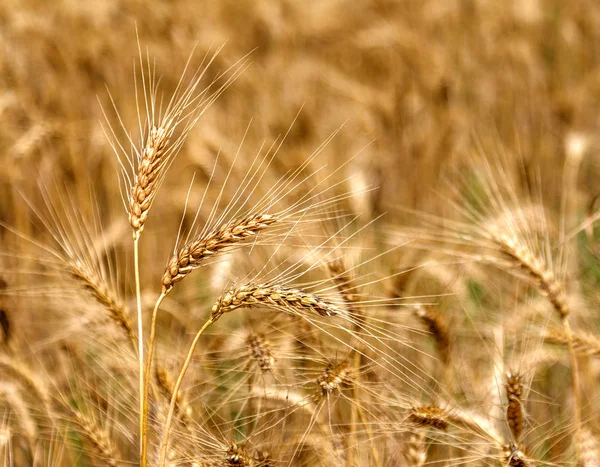 Granja Madura Campo Trigo Amarillo Listo Para Cosecha Hermoso Paisaje —  Fotos de Stock