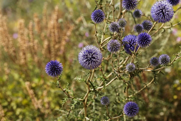 Sinisen Ohdakkeen Kukat Kukkivat Niityllä Kukka Päät Echinops Blue Thistle — kuvapankkivalokuva