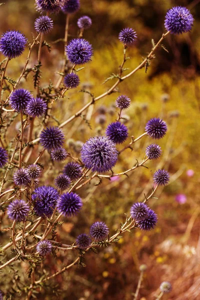 Bloemen Van Blauwe Distel Bloei Weide Bloemknoppen Van Echinops Blauwe — Stockfoto