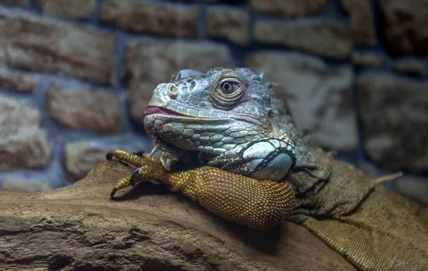 Iguana Mexican Odpoczynku Pniu Drzewa Stare Zwiędły — Zdjęcie stockowe