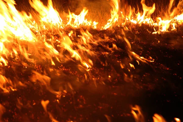 Skogsbrand Fallna Träd Brända Marken Massa Rök När Vildfire Brand — Stockfoto