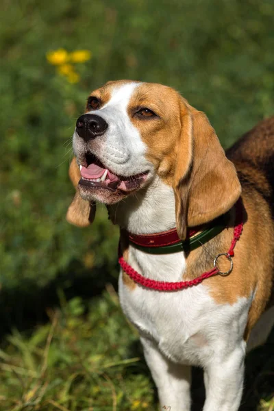 A small dog beagle puppy is sitting on the grass of the park. Portrait of a head of a charming cute beagle puppy on a grass background in a hot sunny day