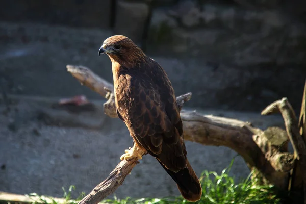 Junger Adler Falke Sitzt Auf Einem Ast — Stockfoto