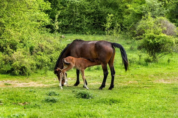 Domestic Horse Grazing Mountain Valley Pasture Background Crimean Mountains Foal — Stock Photo, Image