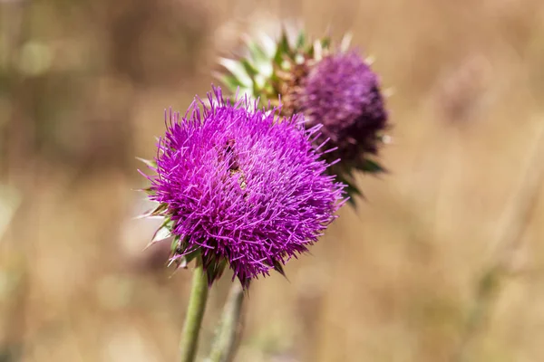 Blessed flowers of milk thistle. Marie Scottish thistle, Mary Thistle, Marian Cardus. Milk thistle flower toned in fashionable color tone treatment. Selective focus