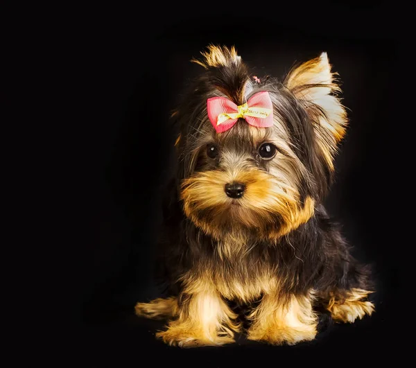 Yorkirsky Terrier Estudio Sobre Fondo Negro Encantador Con Hermoso Pelo —  Fotos de Stock