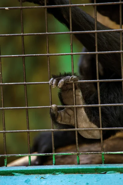 Cute Monkey Sitting Zoo Cage Monkey Zoo Waiting Visitors Treat — Stock Photo, Image