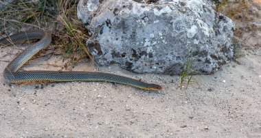 Sarı göbekli yılan taş bir çatlak içinde güneşin tadını çıkarma. Avrupa'nın en büyük yılan. 2,5 metre. Çok agresif yılan. Seçici odak. Hareket saldırı