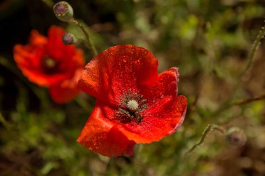Kırmızıgelincikler yabani tarlada çiçek açar. Seçici odaklı güzel kırmızı gelincikler. Yumuşak ışıkta kırmızı gelincikler. Afyon haşhaşı. Doğal ilaçlar. Kırmızı gelincikler. Yalnız gelincik. Yumuşak odak bulanıklığı