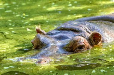 Hippo tamamen Nehri'nde su seviyesi, sıcak güneşli yaz gününde kalmış. burun ve gözler duckweed green river ile kaplı su dışarı attı. seçici odak