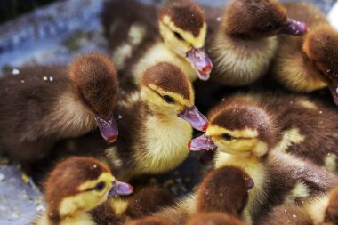 Çiftlik. Doğurmak ve ördek yavrusu satıyor. Küçük ördek yavrusu besleme sırasında bir kutu içinde. Yumuşak seçici odak. Küçük bir gruptaki karantina altında yeni doğan ördek yavrusu