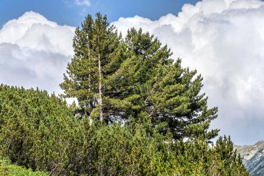 Doğal dağ manzarası. Pirin Mountains, Bulgaristan. Yaz dağ manzaralı bir albüm, takvim, postcar için