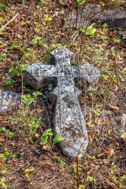 Halı mor papatya çiçekler arka plan, odak seçici odak. Tasarım kartı için çiçek arka plan