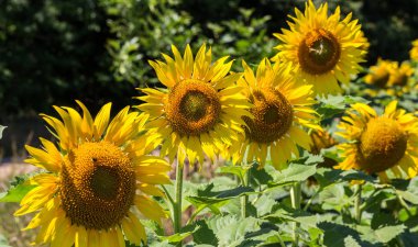 Parlak sarı, turuncu alanda ayçiçeği. Güneşli günde ayçiçeği alanının güzel kırsal manzara. Çiftlik alanı, kırpma için yemeklik yağ olarak yetiştirilen çiçek. Kartı için arka plan olarak. Seçici odak