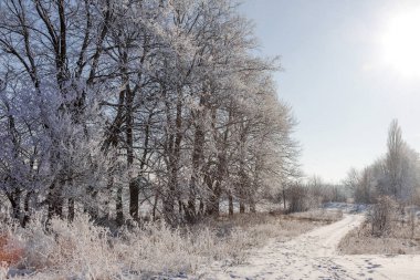 Kış karla kaplı yol. Ağaçlar buz ve kar karla kaplı yolun kenarında. Parlak karlı kış manzara soğuk güneşli kış günü