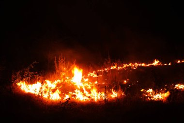 Orman yangını. düşmüş ağaç duman zaman zemin çok üzerinde yanmış vildfire. ateş her şeyi bırakmak tek yanık ağaç ve ashe yok eder. Doğal afet orman yanıyor. Orman yangınları görselleştirme