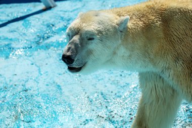Vahşi doğanın Yırtıcı memeliler. Kutup ayısı şehir Zoo özel muhafaza içinde. Beyaz Kuzey ayı Rusya'nın büyüklüğünün bir semboldür. Kuzey kutbu üzerinden tehlikeli hayvan